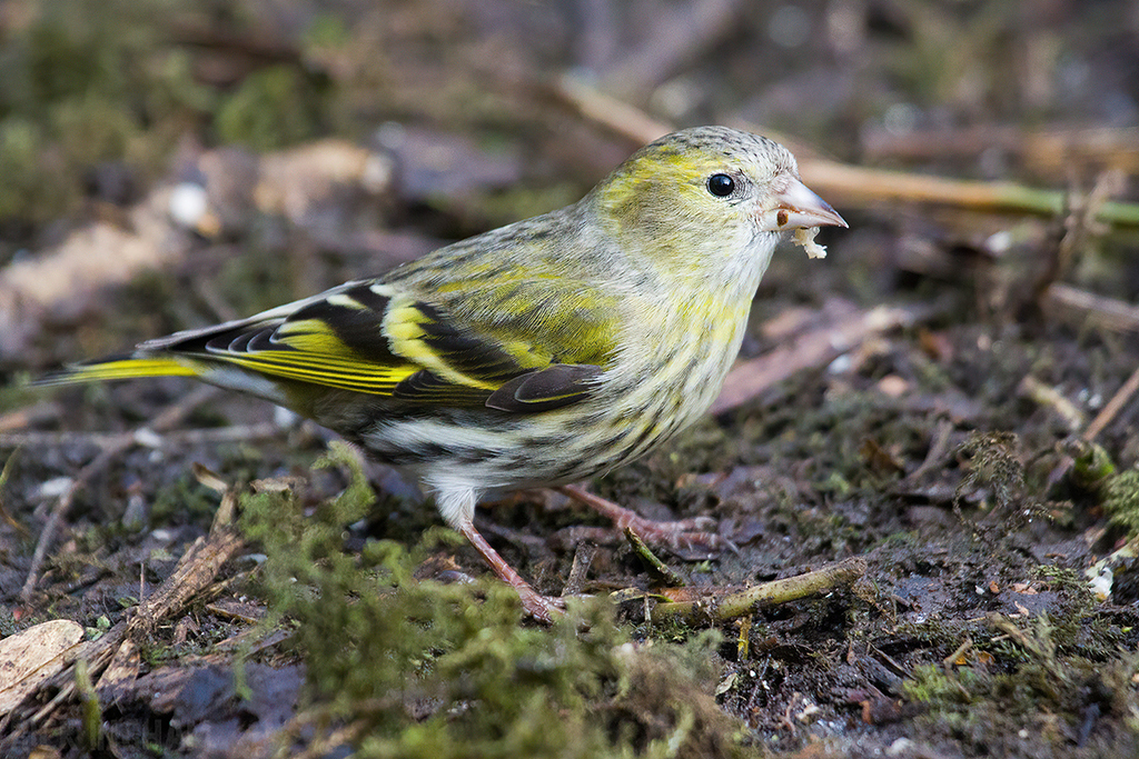 Eurasian Siskin | Female