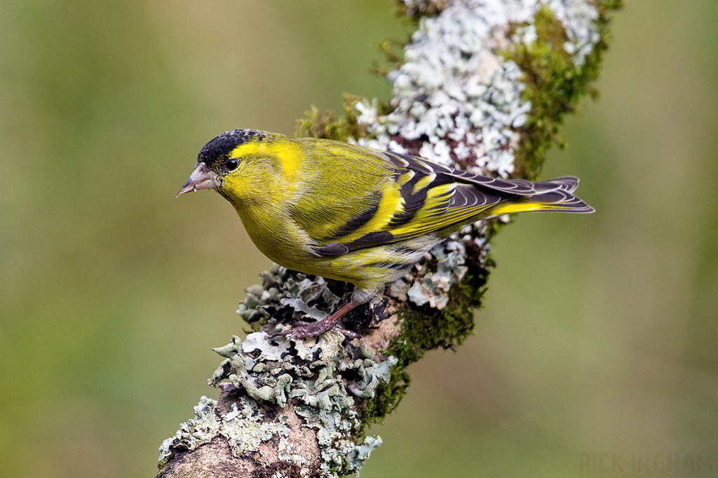 Eurasian Siskin | Female