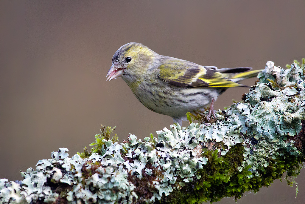 Eurasian Siskin | Female