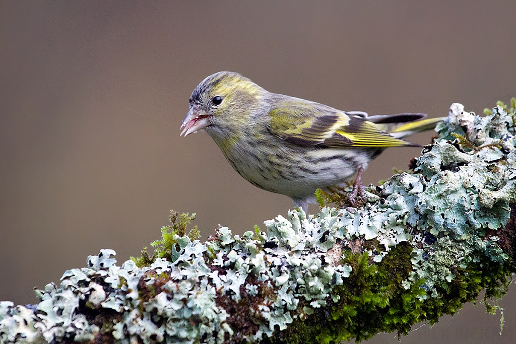 Eurasian Siskin | Female