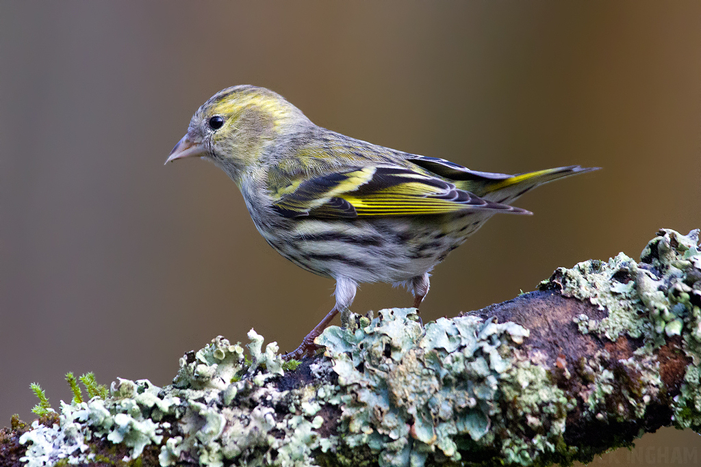 Eurasian Siskin | Female