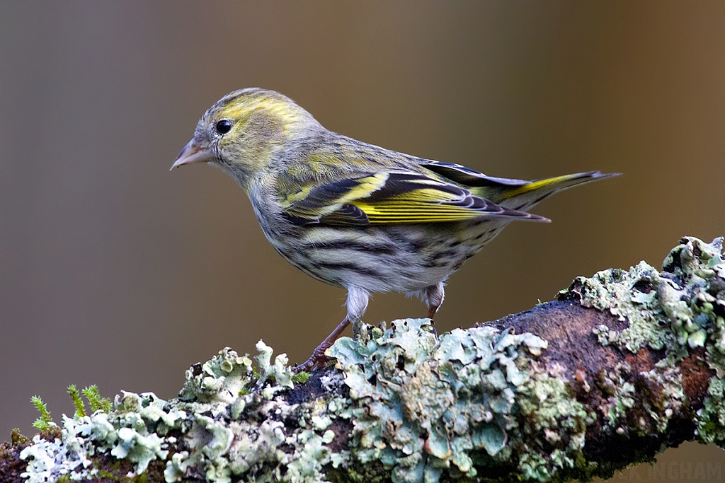 Eurasian Siskin | Female