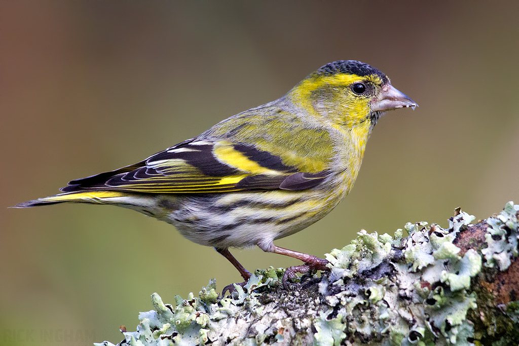 Eurasian Siskin | Male