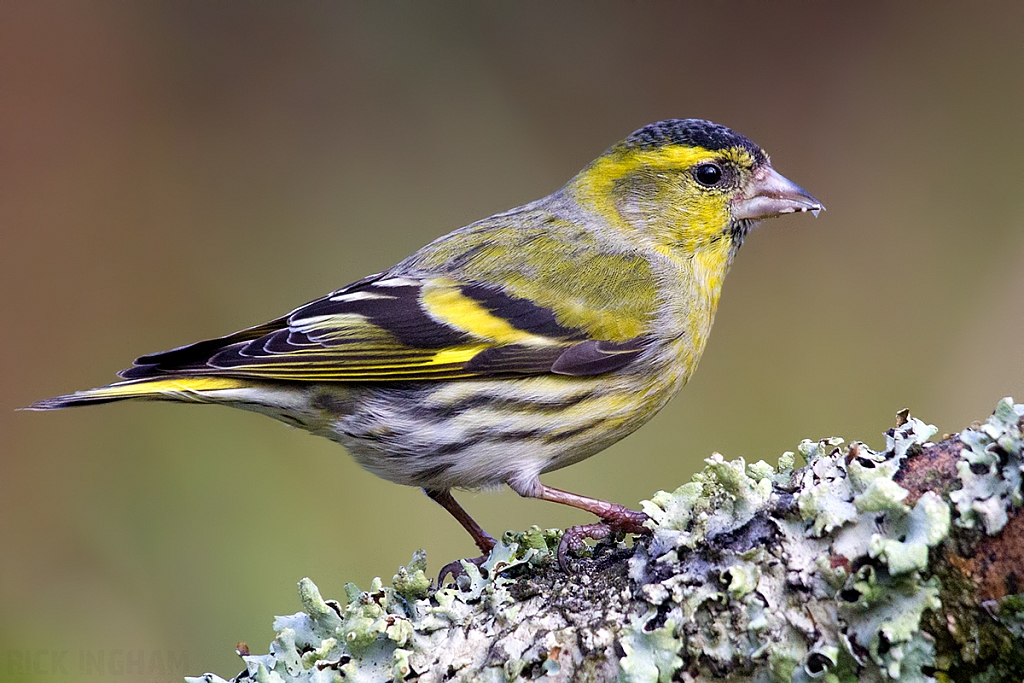 Eurasian Siskin | Male