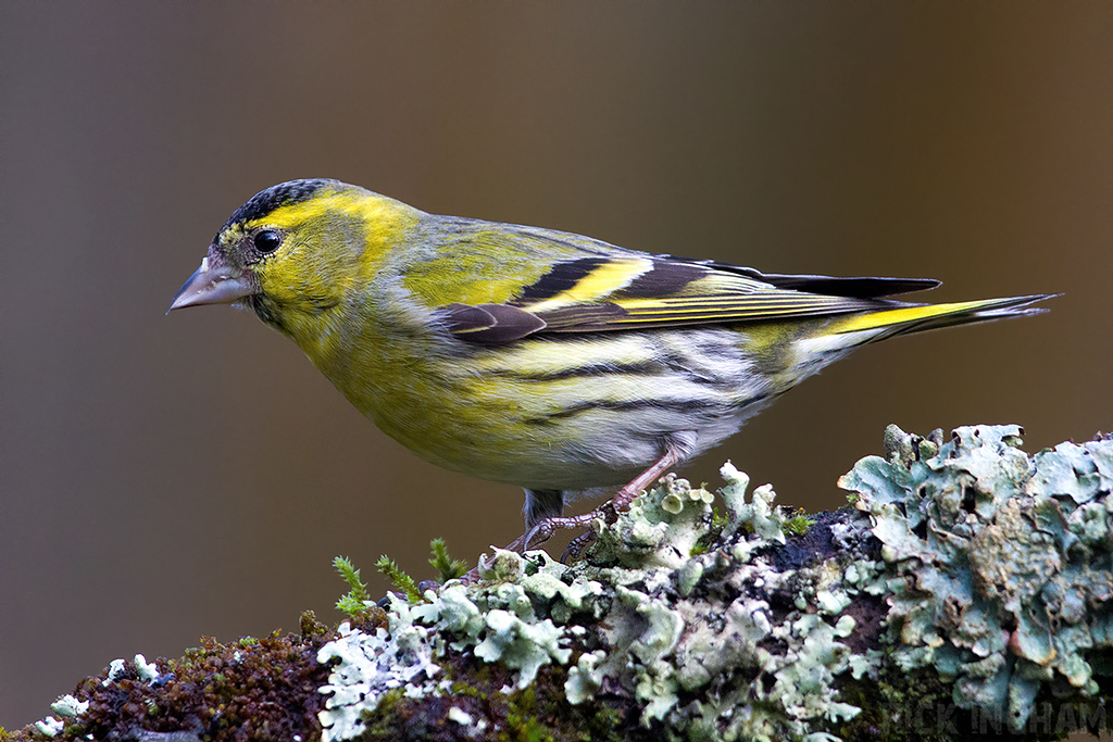 Eurasian Siskin | Male