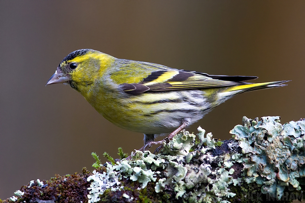 Eurasian Siskin | Male