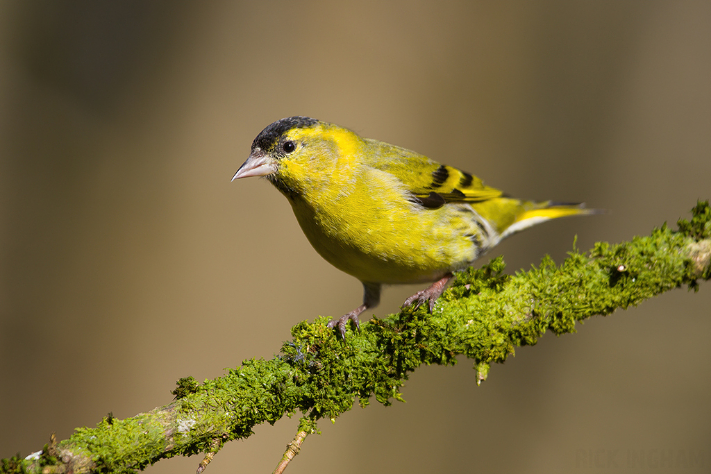 Eurasian Siskin | Male