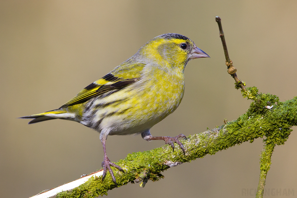 Eurasian Siskin | Male