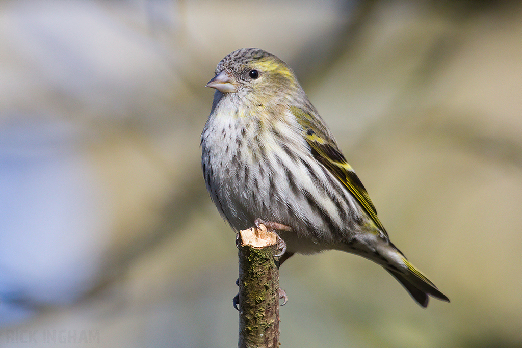Eurasian Siskin | Female