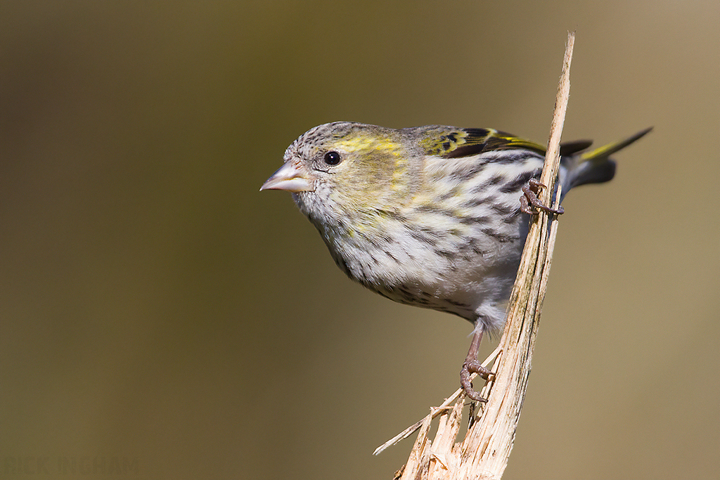 Eurasian Siskin | Female