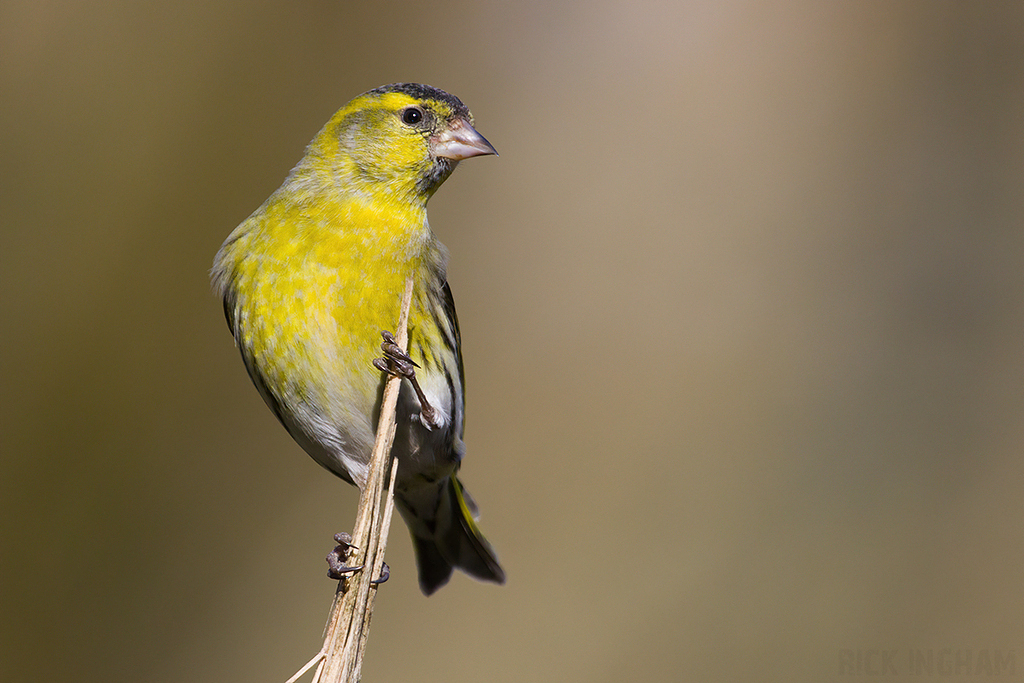 Eurasian Siskin | Male