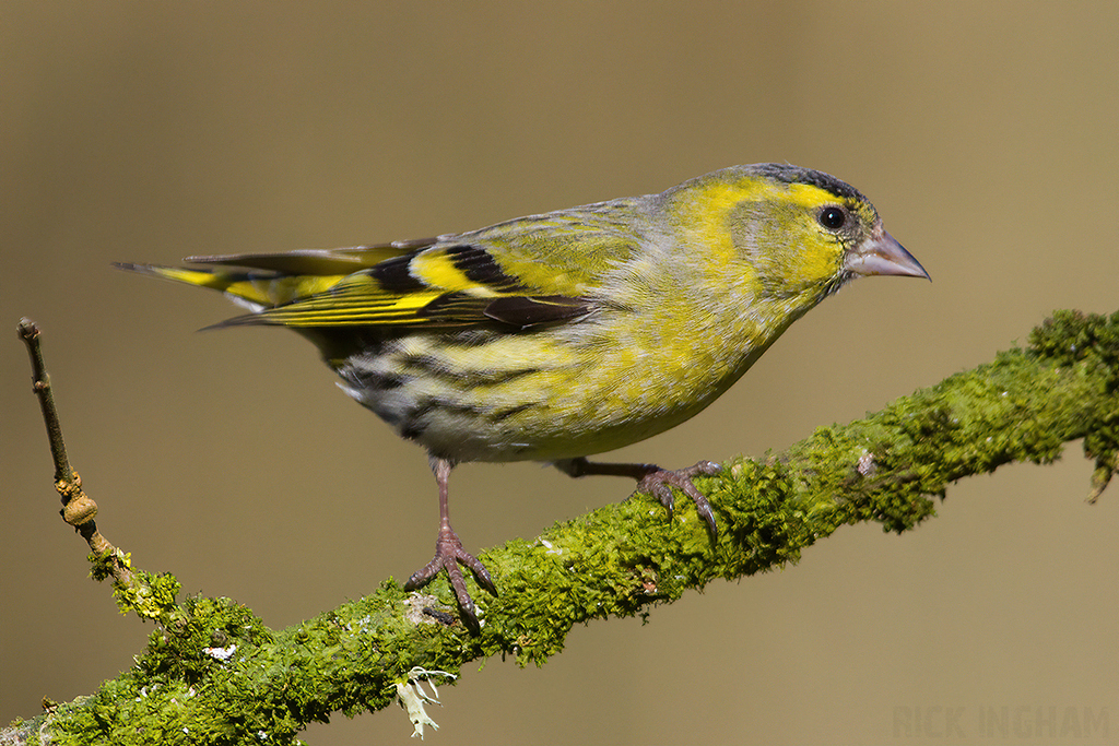 Eurasian Siskin | Male