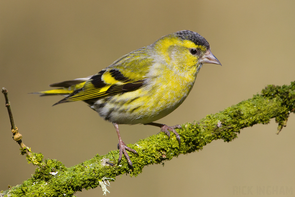 Eurasian Siskin | Male