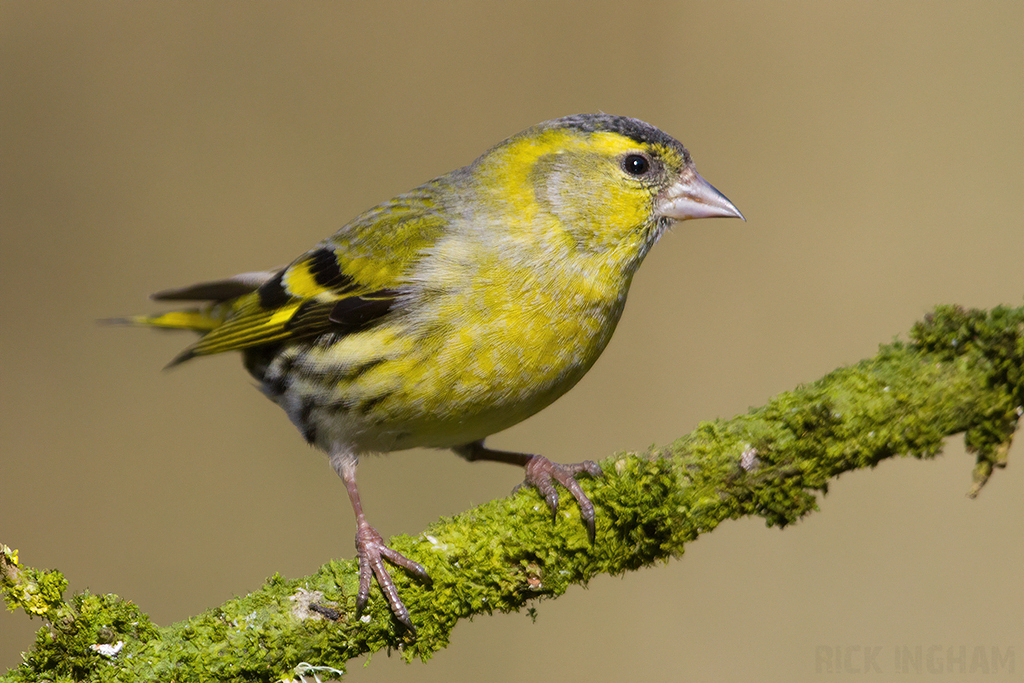 Eurasian Siskin | Male