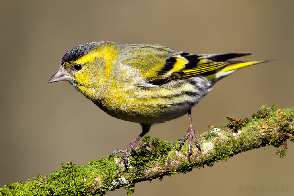 Eurasian Siskin | Male