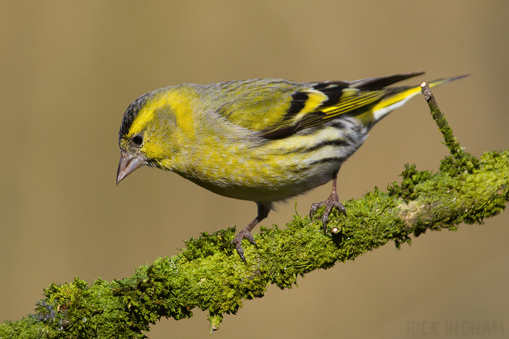 Eurasian Siskin | Male