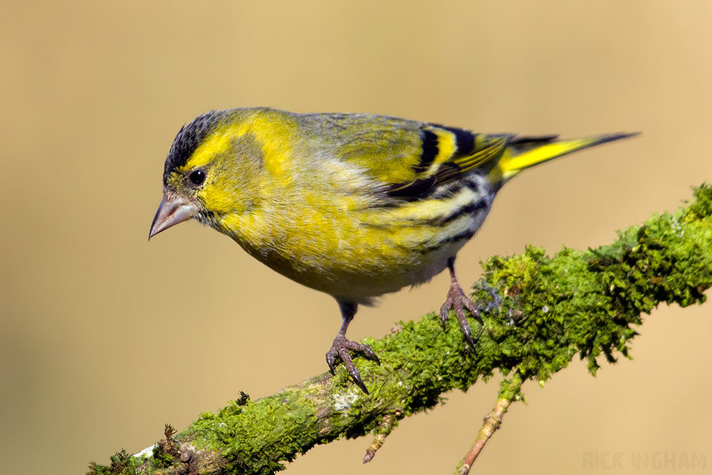 Eurasian Siskin | Male