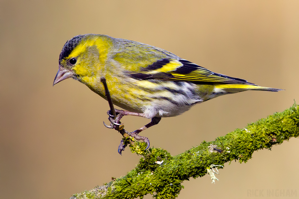 Eurasian Siskin | Male