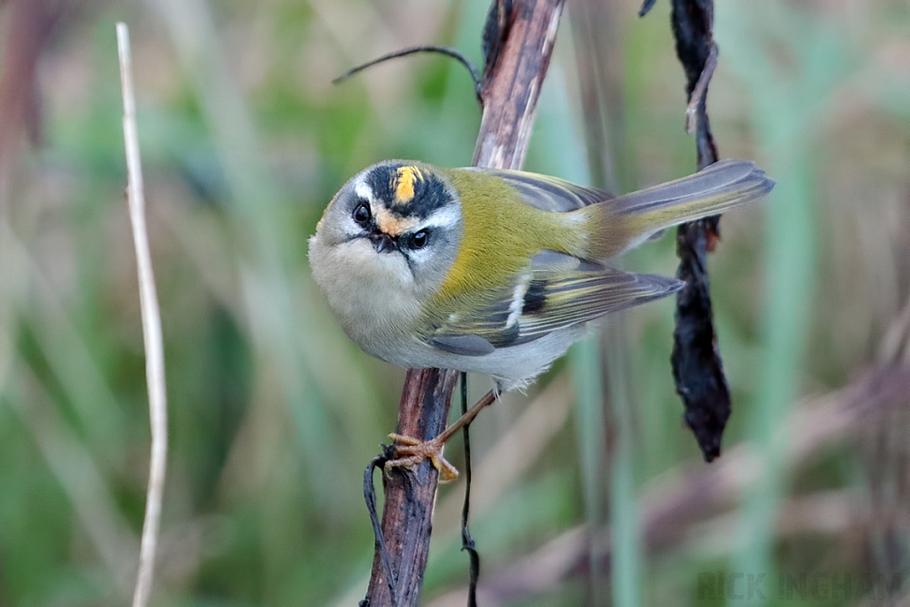Firecrest