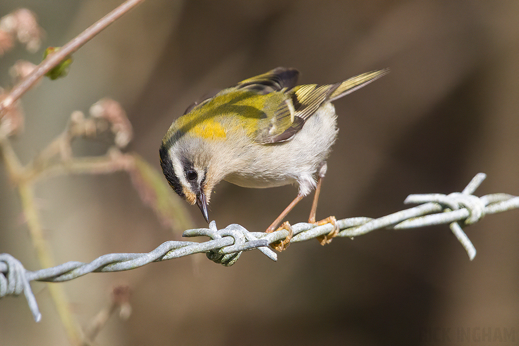 Firecrest | Male
