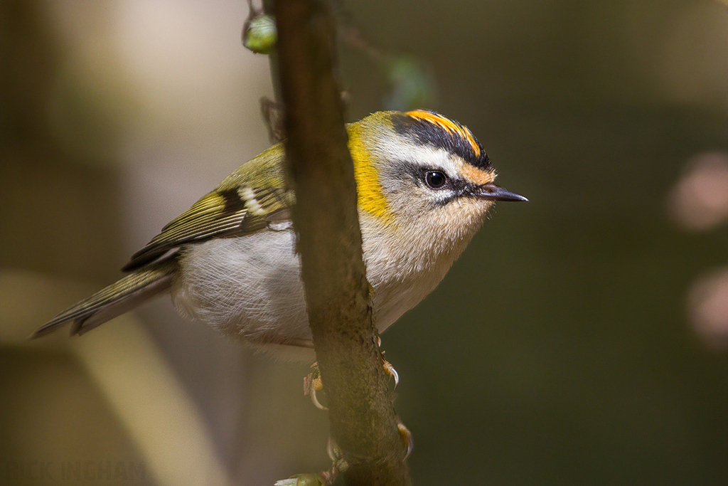 Firecrest | Male