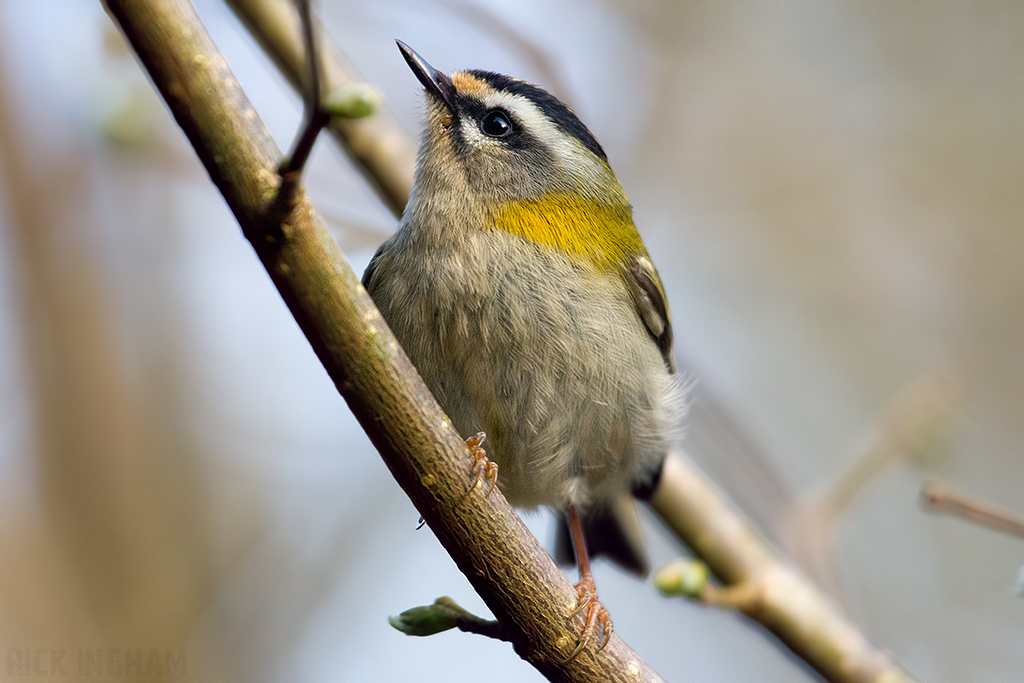 Firecrest | Male