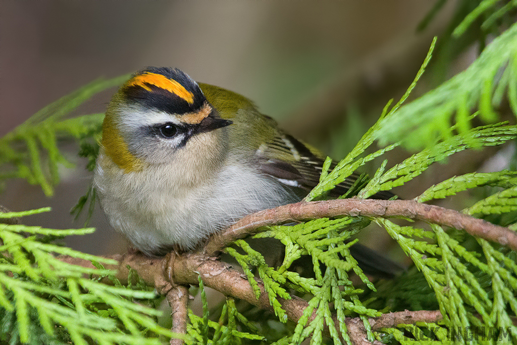 Firecrest | Male