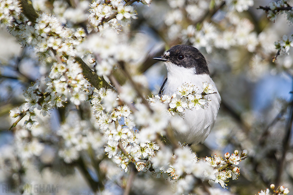 European Pied Flycatcher