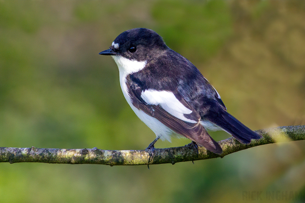 European Pied Flycatcher