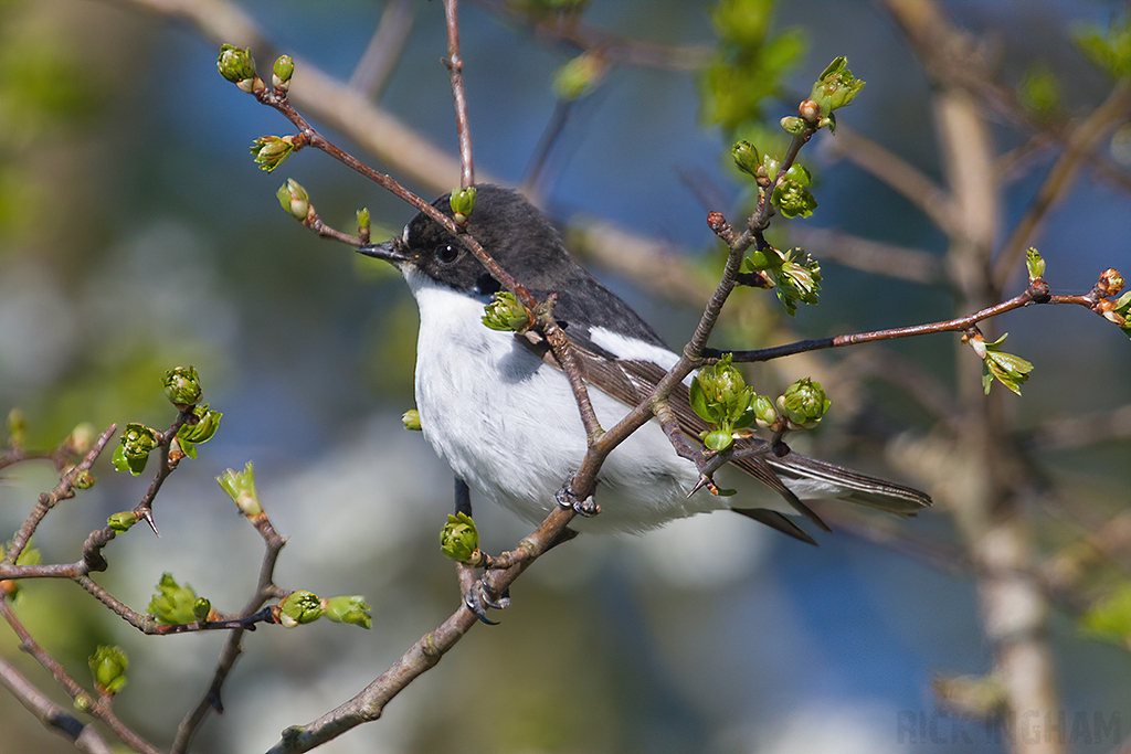 European Pied Flycatcher