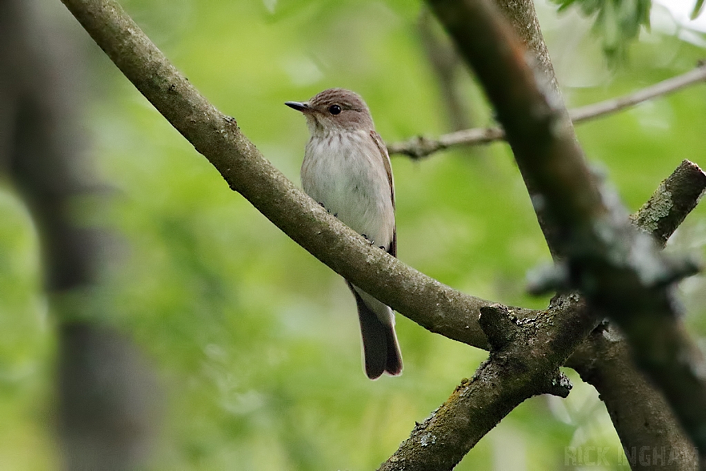Spotted Flycatcher