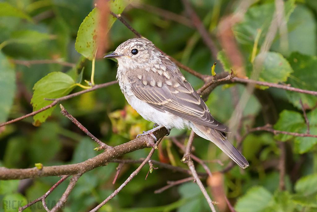 Spotted Flycatcher
