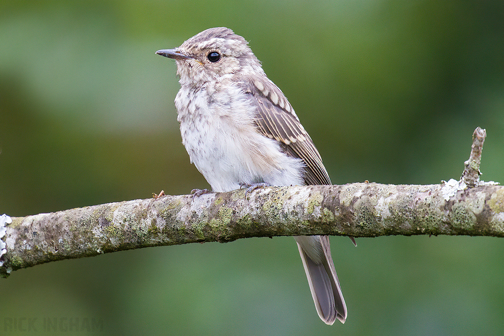 Spotted Flycatcher