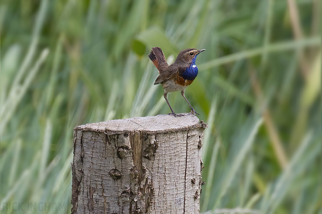 White-spotted Bluethroat