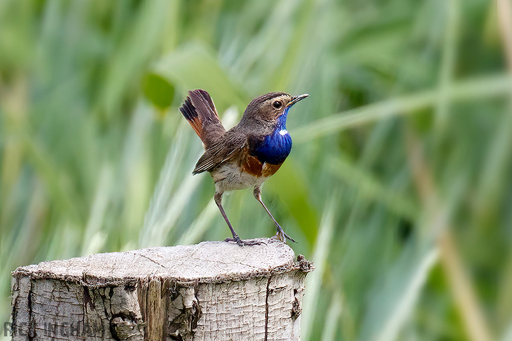 White-spotted Bluethroat