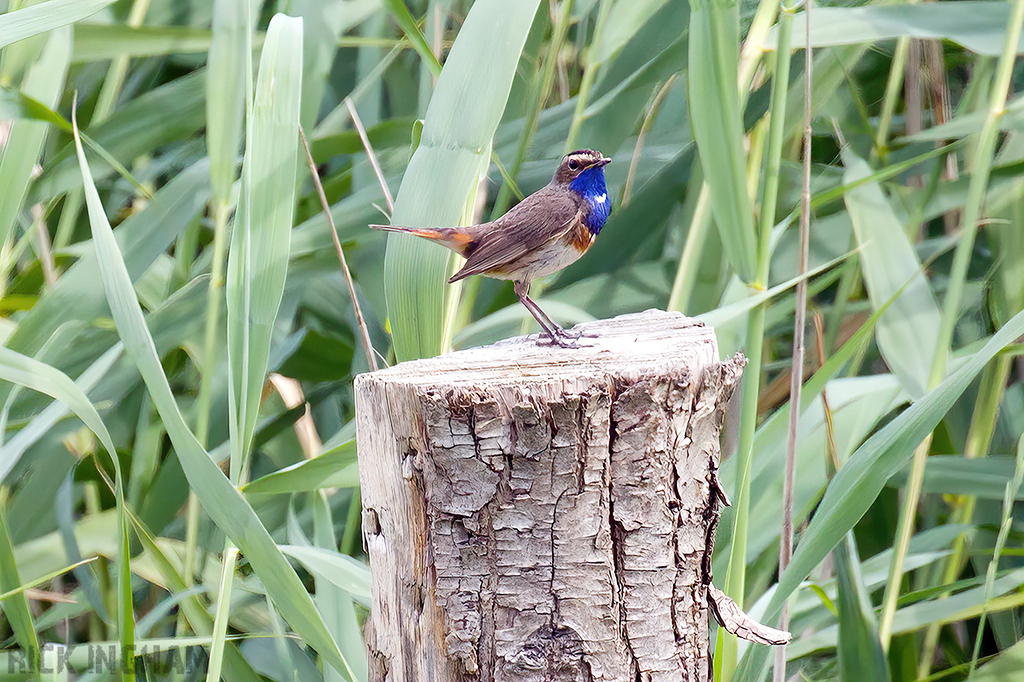 White-spotted Bluethroat