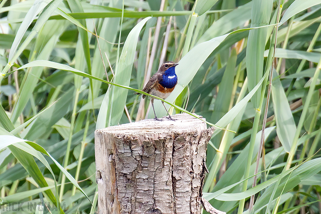 White-spotted Bluethroat