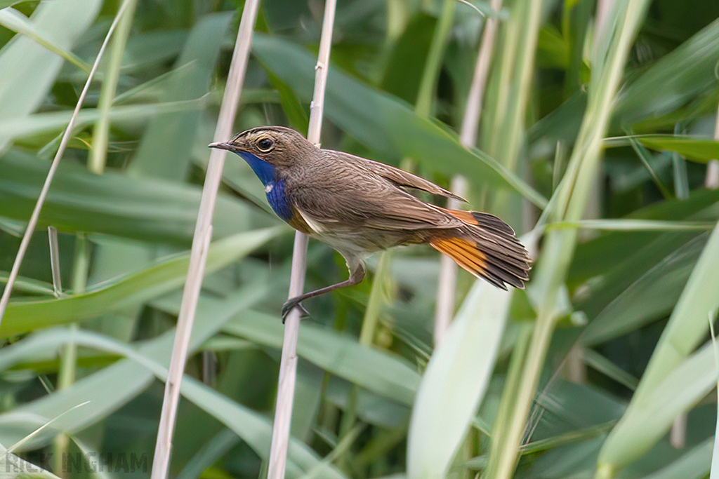 White-spotted Bluethroat