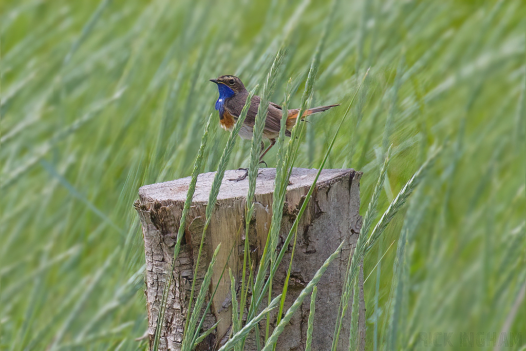White-spotted Bluethroat