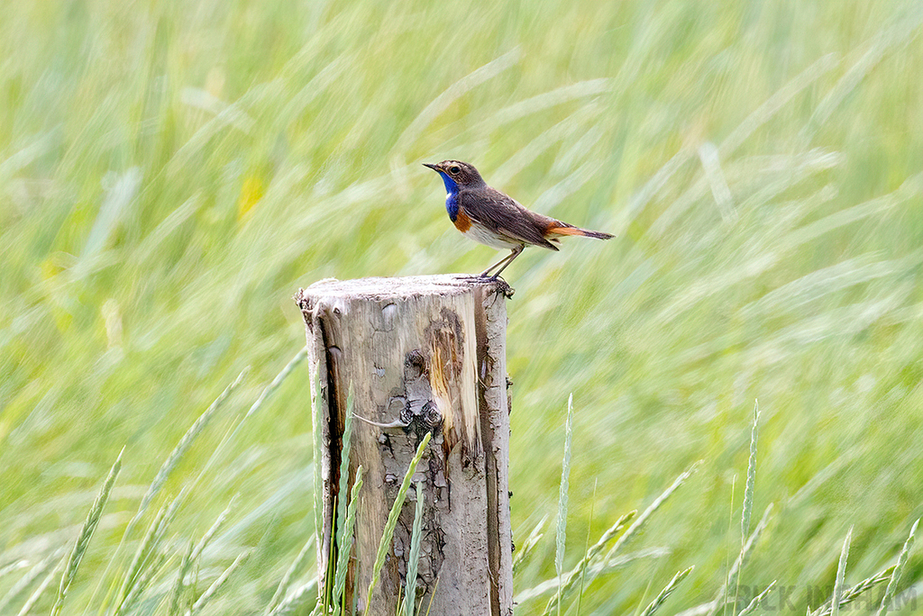 White-spotted Bluethroat