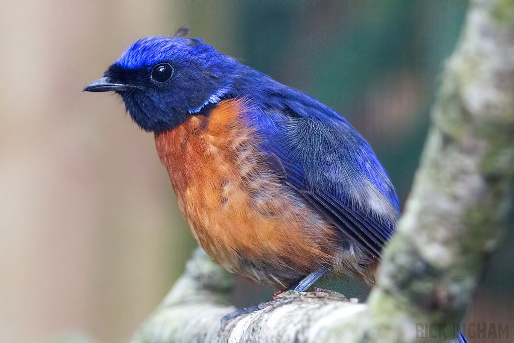 Rufous-bellied Niltava