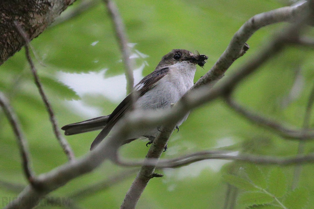 European Pied Flycatcher