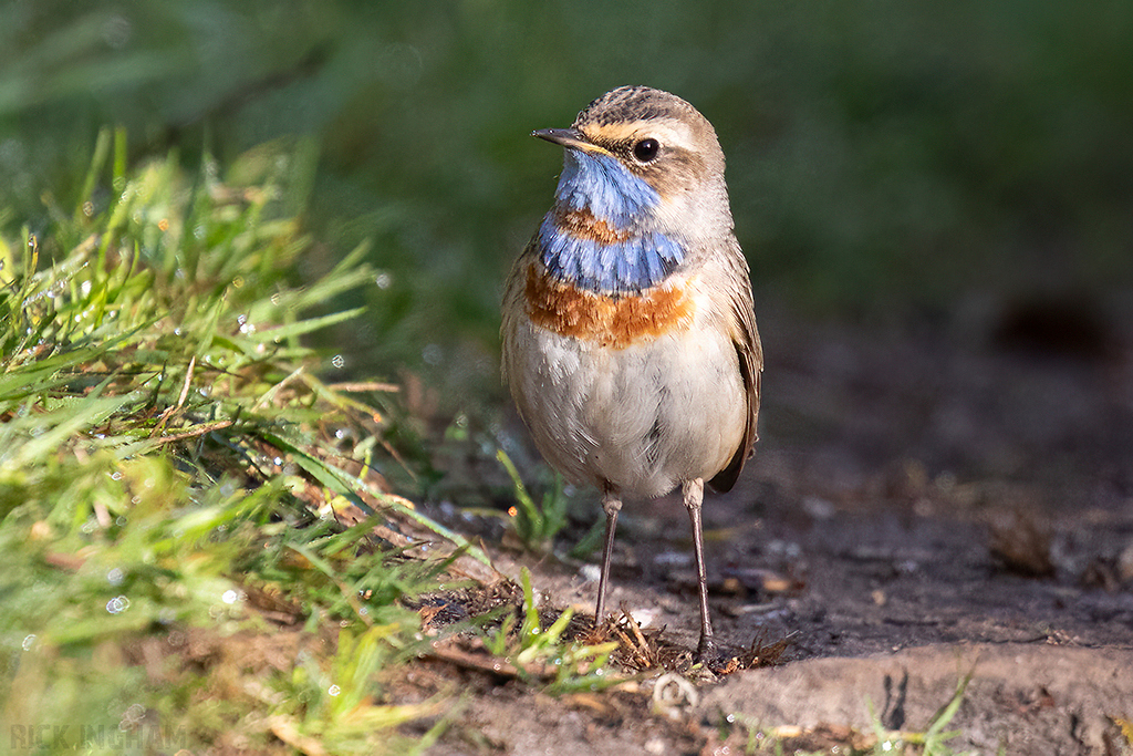 Red-spotted Bluethroat