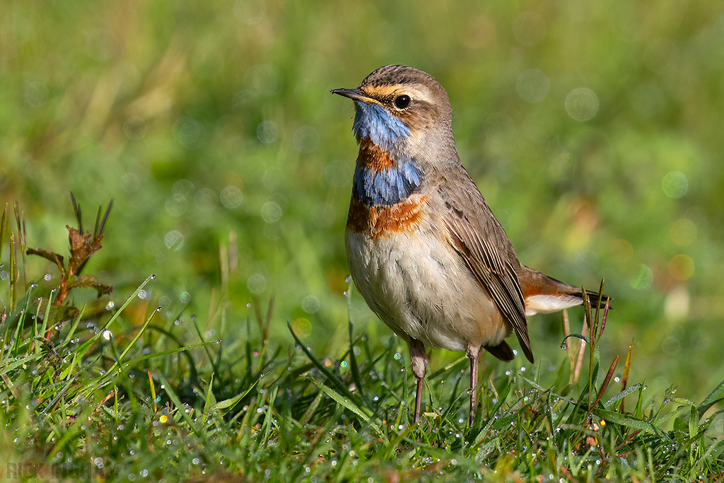 Red-spotted Bluethroat