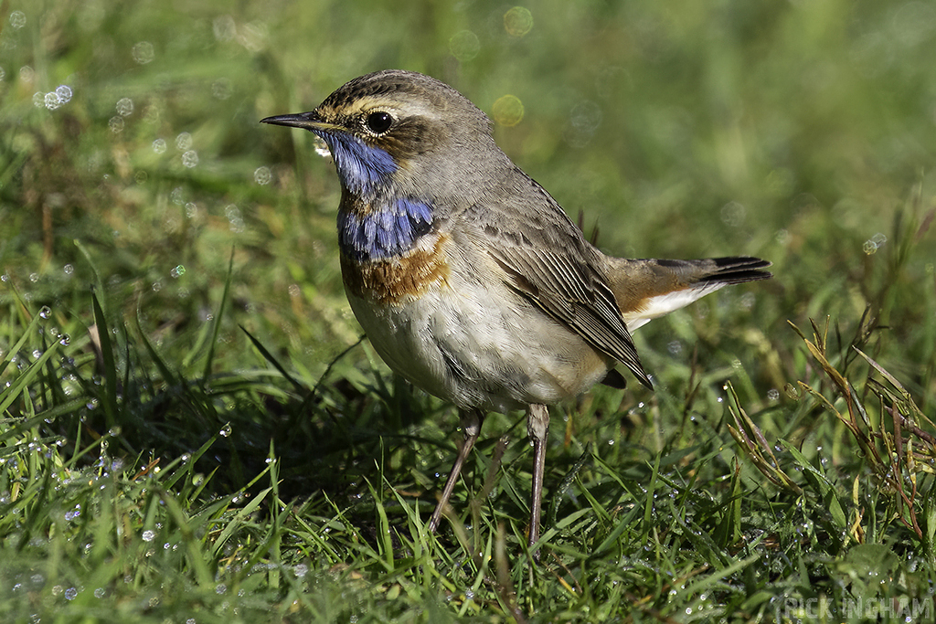 Red-spotted Bluethroat