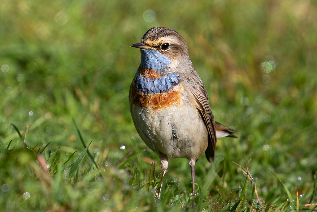Red-spotted Bluethroat