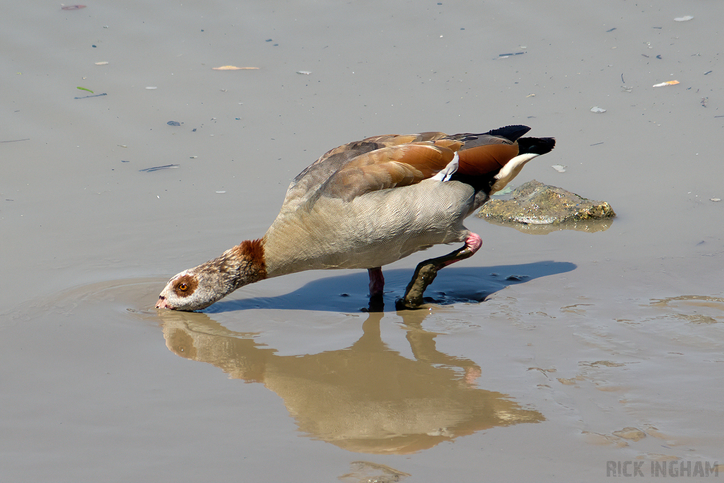 Egyptian Goose