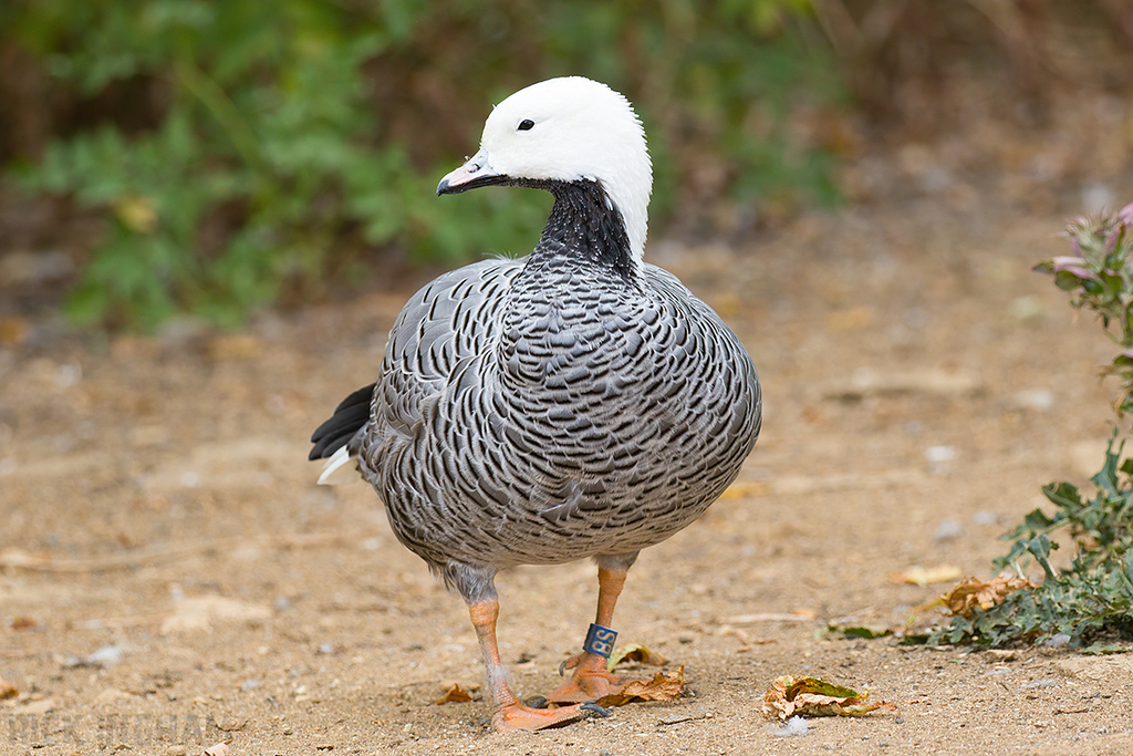 Emperor Goose