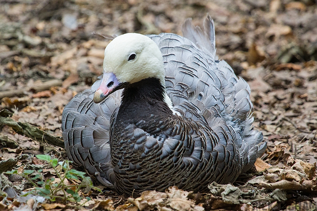 Emperor Goose