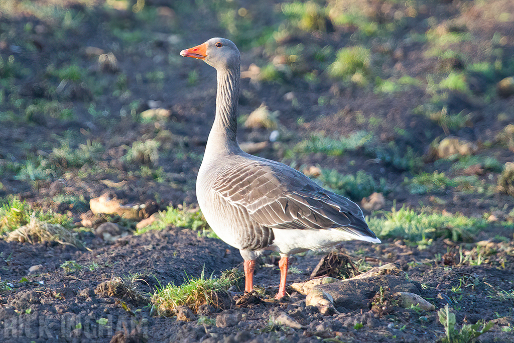 Greylag Goose